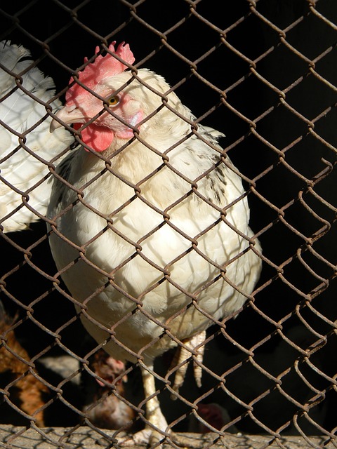 的表现回馈 的表现回馈